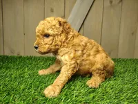 Levi, a male Poodle - Miniature  for sale in Fort Wayne, IN – 1 of 4