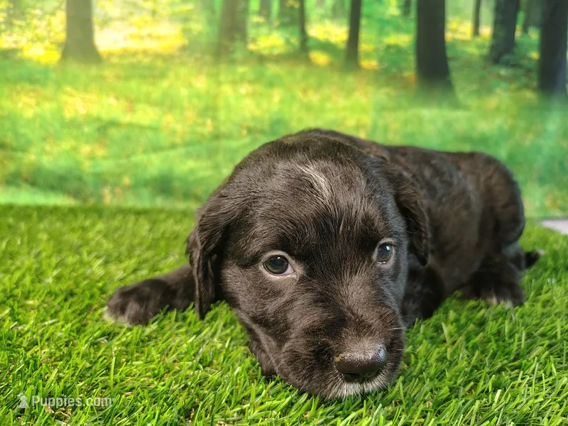 Nellie – Golden Retriever, Labrador Retriever puppy for sale in Fort Wayne, IN