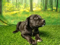 Nala, a female Golden Retriever and Labrador Retriever for sale in Fort Wayne, IN – 2 of 3