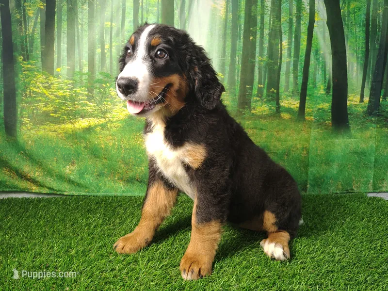 Honey  – Australian Shepherd, Bernese Mountain Dog puppy for sale in Fort Wayne, IN