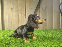 Mae , a female Miniature Dachshund for sale in Fort Wayne, IN – 2 of 4