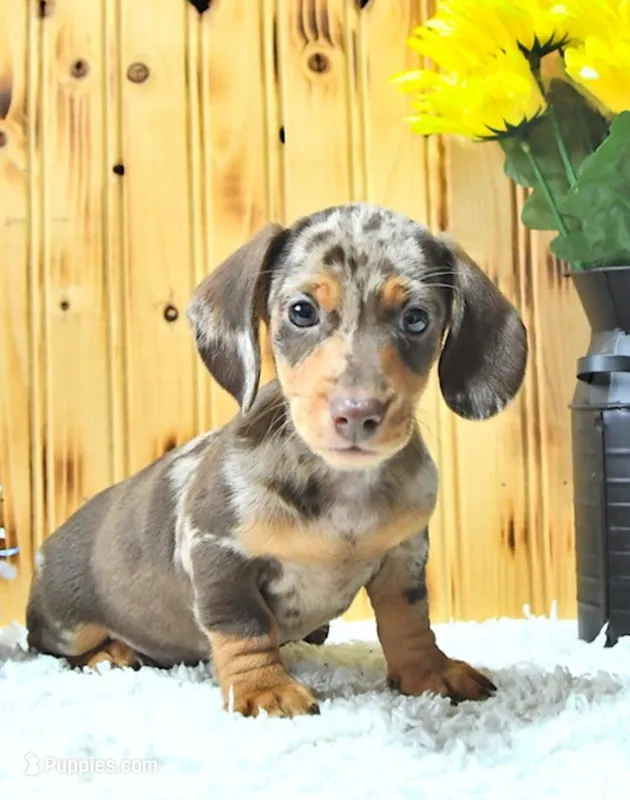 Leon – Miniature Dachshund puppy for sale in Fort Wayne, IN