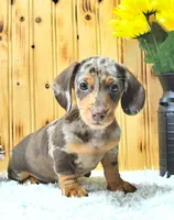 Leon, a male Miniature Dachshund for sale in Fort Wayne, IN – 1 of 1