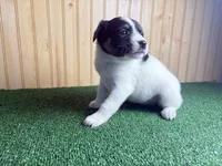 Sweetie , a female Australian Cattle Dog and Labrador Retriever for sale in Fort Wayne, IN – 3 of 4