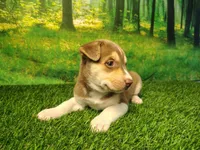 Yelena, a female German Shepherd Dog and Siberian Husky for sale in Fort Wayne, IN – 1 of 4