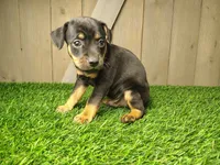 Milo, a male Miniature Pinscher for sale in Fort Wayne, IN – 4 of 4