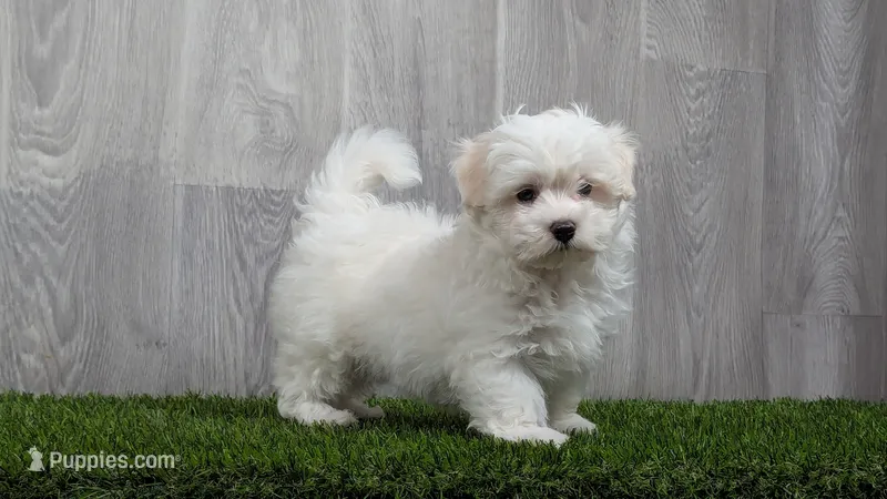 Mason – Maltese puppy for sale in Fort Wayne, IN