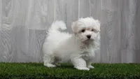 Mason, a male Maltese for sale in Fort Wayne, IN – 1 of 3