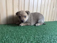 Meadow, a female Australian Cattle Dog and Labrador Retriever for sale in Fort Wayne, IN – 2 of 3
