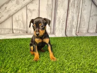 Ava , a female Miniature Pinscher for sale in Fort Wayne, IN – 4 of 6