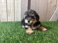 Echo, a male Morkie for sale in Fort Wayne, IN – 4 of 4
