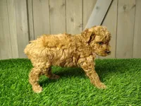 Lexie, a female Poodle - Miniature  for sale in Fort Wayne, IN – 2 of 3