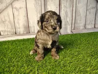 Daisy , a female Miniature Goldendoodle for sale in Fort Wayne, IN – 3 of 3