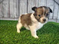 Leo, a male Pomeranian and Poodle - Miniature  for sale in Fort Wayne, IN – 3 of 8