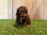 Juno, a female Poodle - Toy  for sale in Fort Wayne, IN – 5 of 5