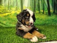 Atlas, a male Australian Shepherd and Bernese Mountain Dog for sale in Fort Wayne, IN – 3 of 5