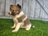 Lena, a female Pomeranian and Poodle - Miniature  for sale in Fort Wayne, IN – 1 of 8