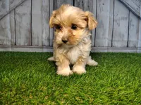 Sage, a female Maltese for sale in Fort Wayne, IN – 4 of 4