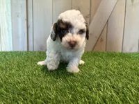 Joey, a male Poodle - Toy  for sale in Fort Wayne, IN – 5 of 5