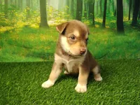 Yukon, a male German Shepherd Dog and Siberian Husky for sale in Fort Wayne, IN – 4 of 5
