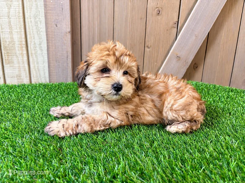 Easton  – Morkie puppy for sale in Fort Wayne, IN