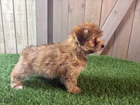 Ember, a female Morkie for sale in Fort Wayne, IN – 2 of 9