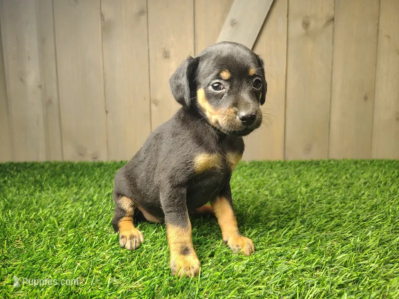 Mocha – Miniature Pinscher puppy for sale in Fort Wayne, IN