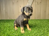 Mocha, a female Miniature Pinscher for sale in Fort Wayne, IN – 1 of 3