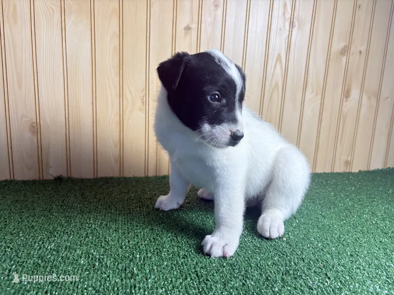 Sutton – Australian Cattle Dog, Labrador Retriever puppy for sale in Fort Wayne, IN