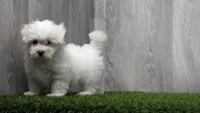 Mason, a male Maltese for sale in Fort Wayne, IN – 2 of 3