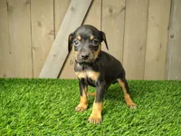 Murphy, a male Miniature Pinscher for sale in Fort Wayne, IN – 1 of 3