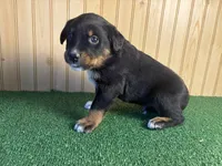 Silas, a male Australian Cattle Dog and Labrador Retriever for sale in Fort Wayne, IN – 3 of 4