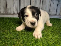 Archer , a male Australian Cattle Dog and Labrador Retriever for sale in Fort Wayne, IN – Photo 3 of 3