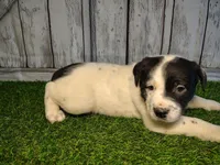 Archer , a male Australian Cattle Dog and Labrador Retriever for sale in Fort Wayne, IN – Photo 2 of 3