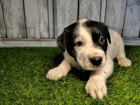 Archer , a male Australian Cattle Dog and Labrador Retriever for sale in Fort Wayne, IN – Photo 1 of 3