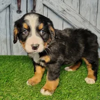 Opal, a female Bernese Mountain Dog for sale in Fort Wayne, IN – Photo 2 of 6