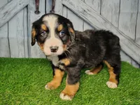 Opal, a female Bernese Mountain Dog for sale in Fort Wayne, IN – Photo 2 of 6