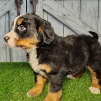 Opal, a female Bernese Mountain Dog for sale in Fort Wayne, IN – Photo 1 of 6