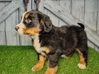 Opal, a female Bernese Mountain Dog for sale in Fort Wayne, IN – Photo 1 of 6