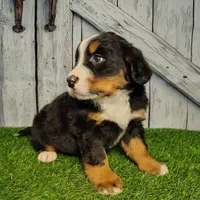 Opal, a female Bernese Mountain Dog for sale in Fort Wayne, IN – Photo 4 of 6
