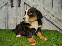 Opal, a female Bernese Mountain Dog for sale in Fort Wayne, IN – Photo 4 of 6