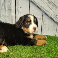 Opal, a female Bernese Mountain Dog for sale in Fort Wayne, IN – Photo 5 of 6