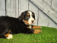 Opal, a female Bernese Mountain Dog for sale in Fort Wayne, IN – Photo 5 of 6