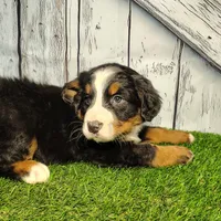 Opal, a female Bernese Mountain Dog for sale in Fort Wayne, IN – Photo 6 of 6