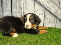 Opal, a female Bernese Mountain Dog for sale in Fort Wayne, IN – Photo 6 of 6