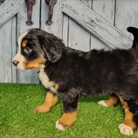 Opal, a female Bernese Mountain Dog for sale in Fort Wayne, IN – Photo 3 of 6