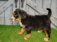 Opal, a female Bernese Mountain Dog for sale in Fort Wayne, IN – Photo 3 of 6