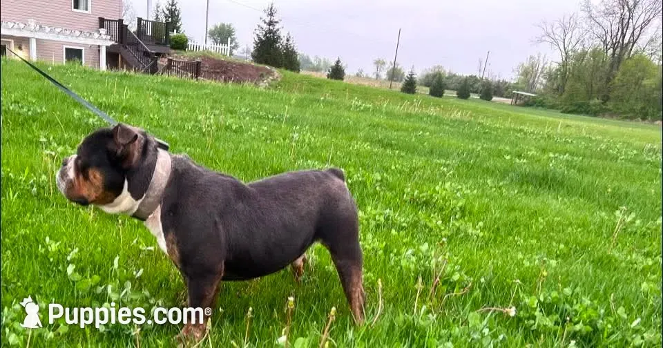 Venom, a male Olde English Bulldogge for sale in Fort Wayne, IN – 2 of 2