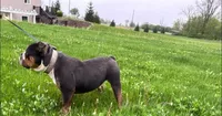 Venom, a male Olde English Bulldogge for sale in Fort Wayne, IN – 3 of 3