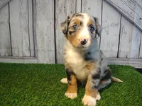 Hazel, a female Australian Shepherd and Bernese Mountain Dog for sale in Fort Wayne, IN – 2 of 4
